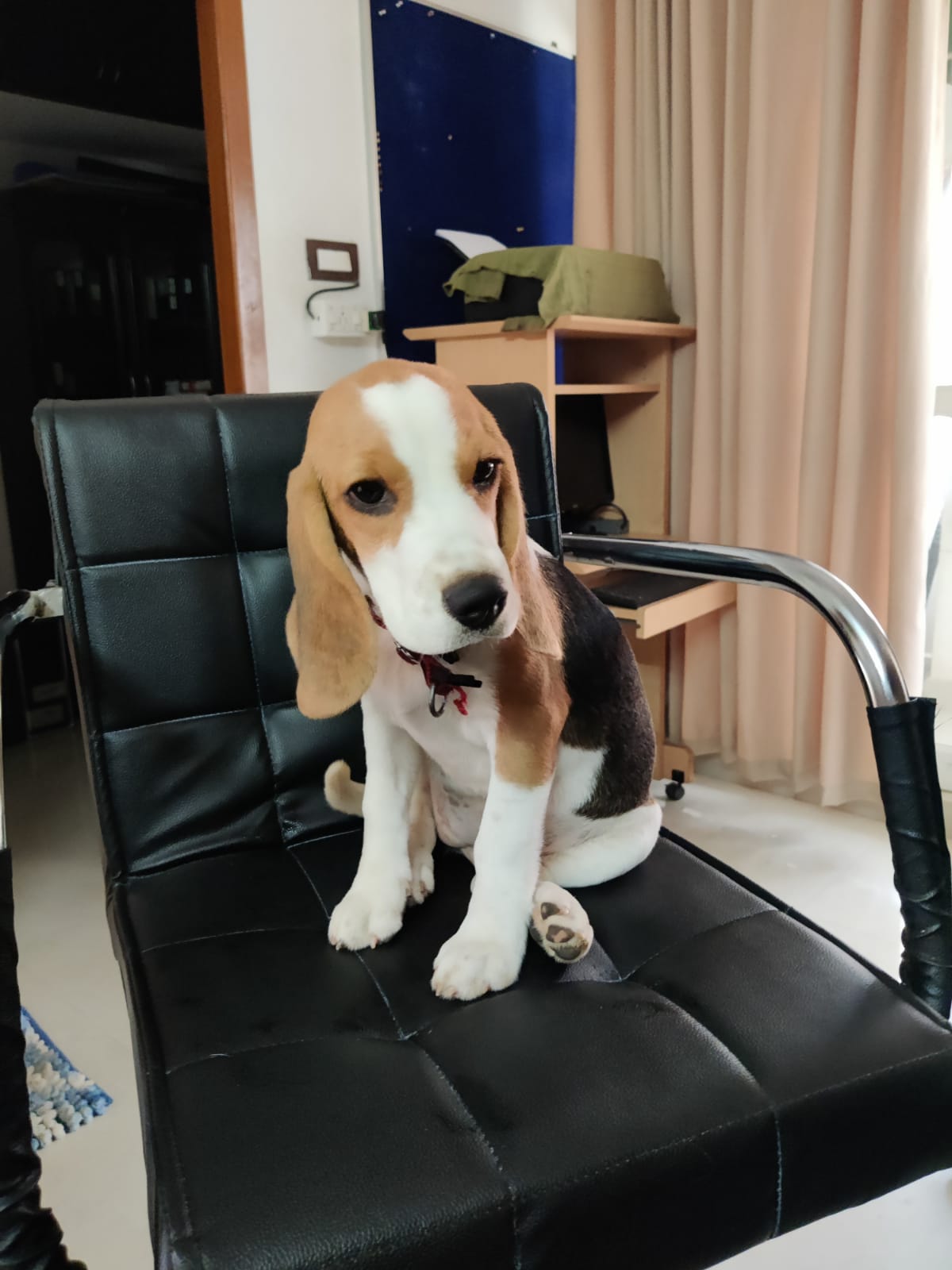 cute pedigree beagle